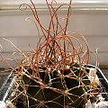 Echinopsis spec. LAU 400