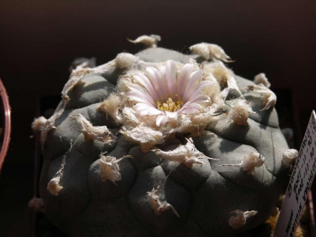 LOPHOPHORA williamsii #Lophophora #Kaktusy