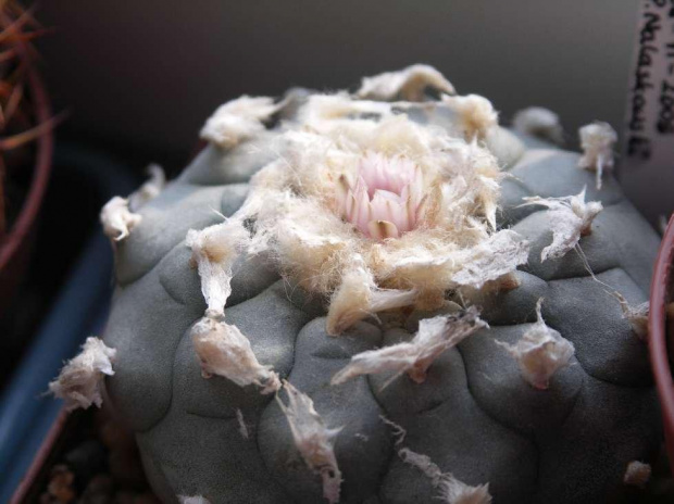 LOPHOPHORA williamsii #Lophophora #Kaktusy