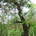 Stary dąb przy czerwonej ścieżce dydaktycznej do rezerwatu Piskory #dąb #drzewo #PomnikPrzyrody
