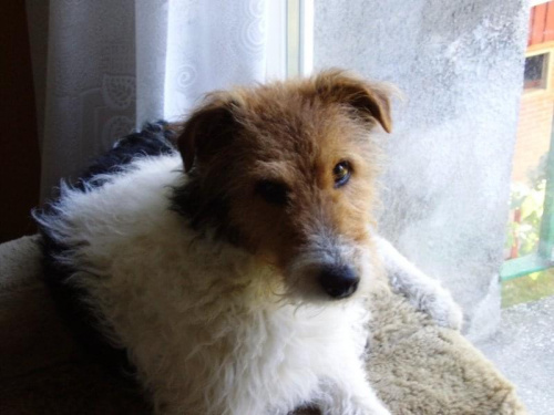 psiak Miki #pies #przyjaciel #ulubieniec #zwierzak #cudo
