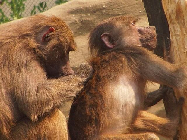 #zoo #zwierzęta #małpy #pawiany