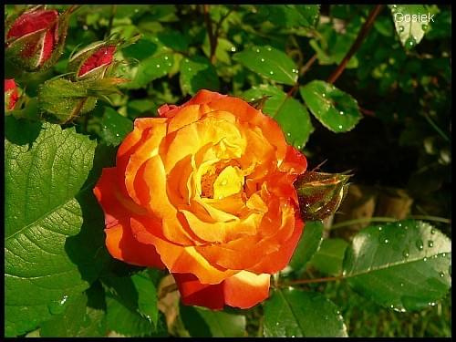 #różę #róża #kwiaty #rośliny #przyroda