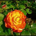 #różę #róża #kwiaty #rośliny #przyroda