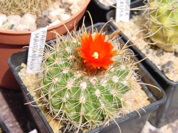 Parodia marianana