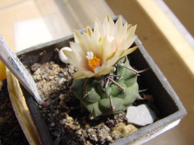 Turbinicarpus klinkerianus