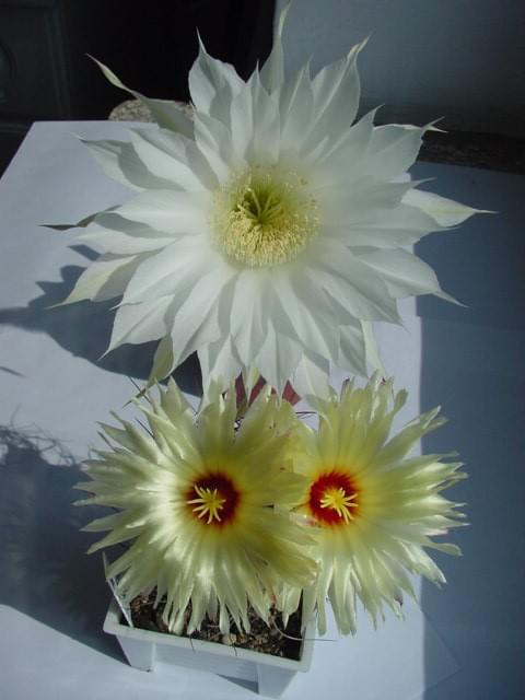 Astrophytum senile i Echinopsis subdenudata