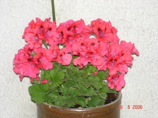 Pelargonia angielsk 2006 na naszym balkonie.