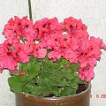 Pelargonia angielsk 2006 na naszym balkonie.