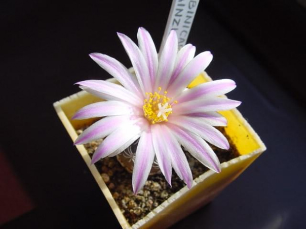 Turbinicarpus krainzianus