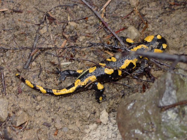 To była żywa salamandra ! Beskid Wyspowy 2005 !