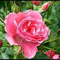 #kwiaty #różę #róża