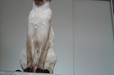 Carina ośmiomiesięczna - czerwiec 2006 =D #KotSyjamski