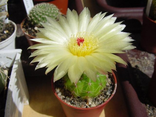 Notocactus ottonis