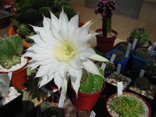 Echinopsis subdenudata 2 kwiat