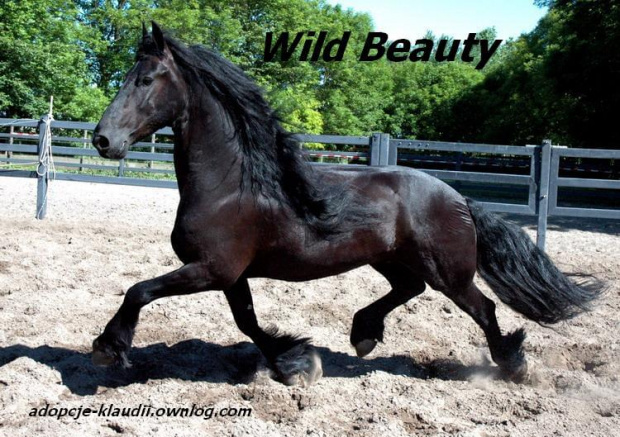 wild beauty2