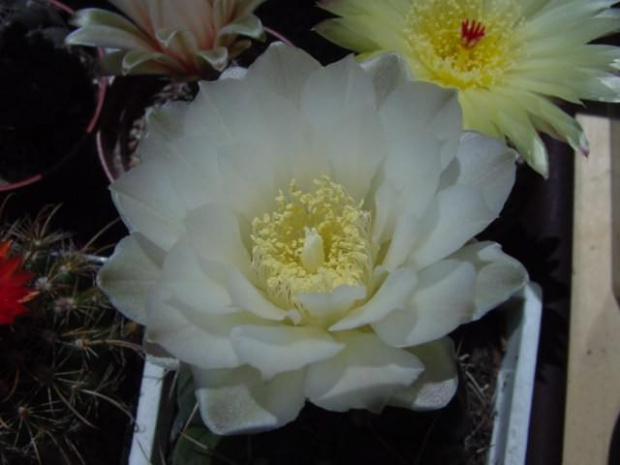 Gymnocalycium denudatum