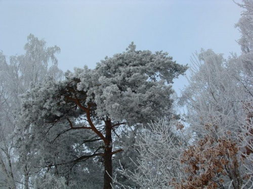 #zima #śnieg #drzewa #przyroda #natura #widoki #krajobrazy