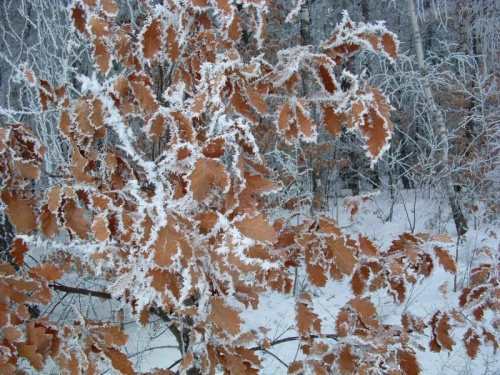 #natura #przyroda #zima #drzewa #śnieg