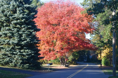 #kolory #drzewa #jesien #przyroda