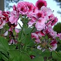 Pelargonie