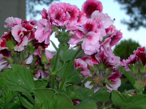 Pelargonie