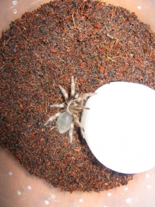 Brachypelma smithi L6 #WidokZGóry