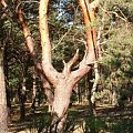 proca - katapulta #las #ścieżka #drzewo #sosna #katapulta #proca