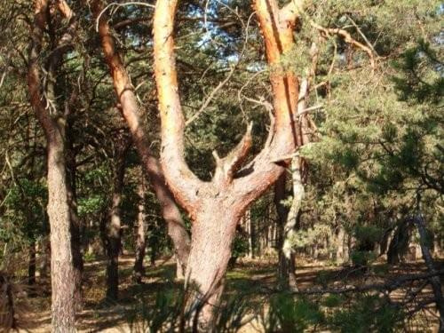 proca - katapulta #las #ścieżka #drzewo #sosna #katapulta #proca