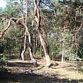 Czarownice I #las #ścieżka #drzewo #sosny #czarownice