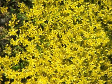 yellow flowers #yellow #kwiatki #żółto #zyzio