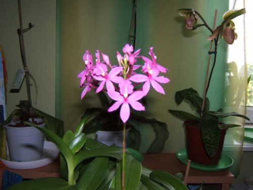 Epidendrum z bliska
