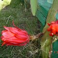 Epiphyllum