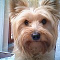 moj piesek